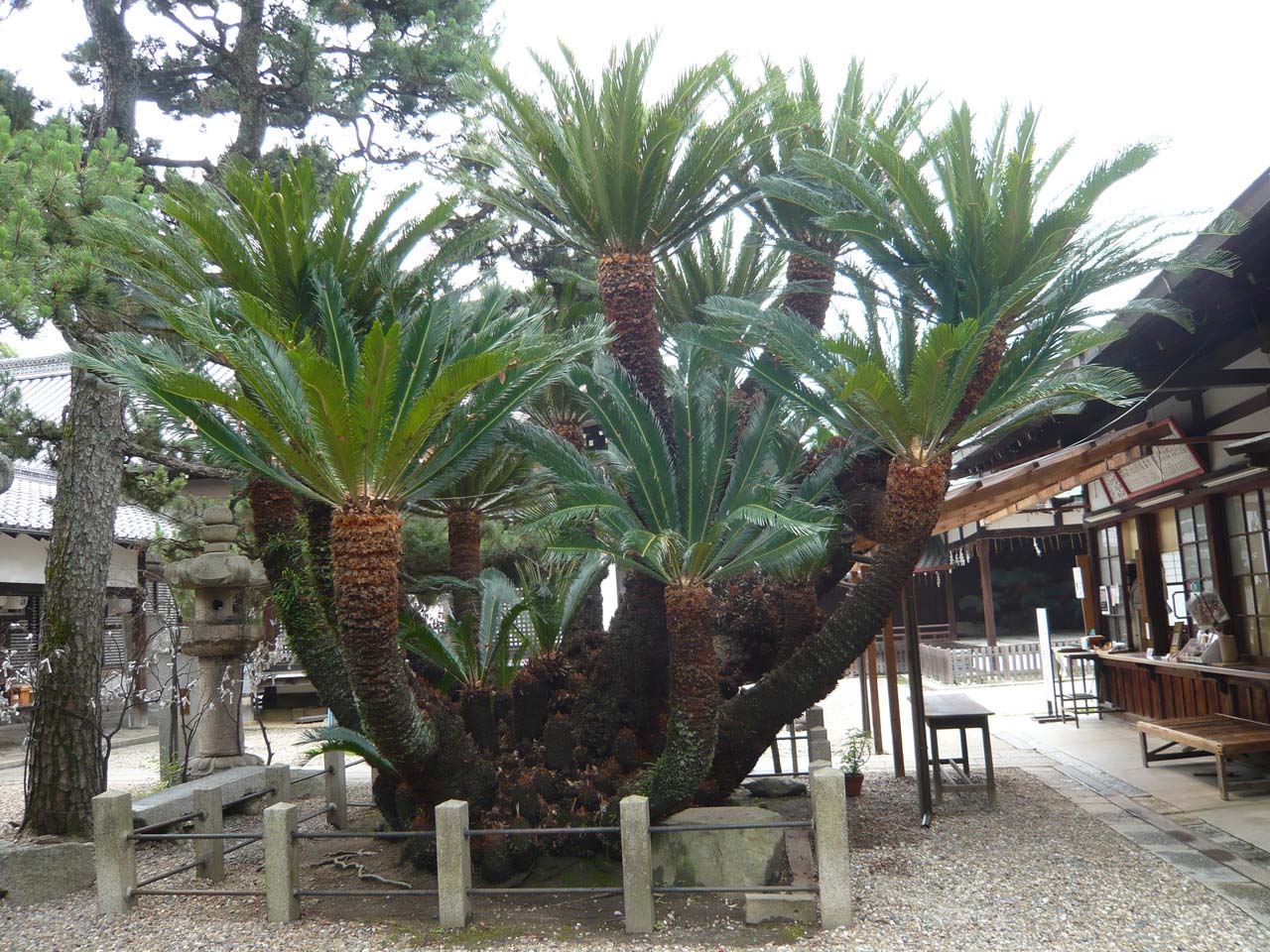 御香宮神社 ソテツ
