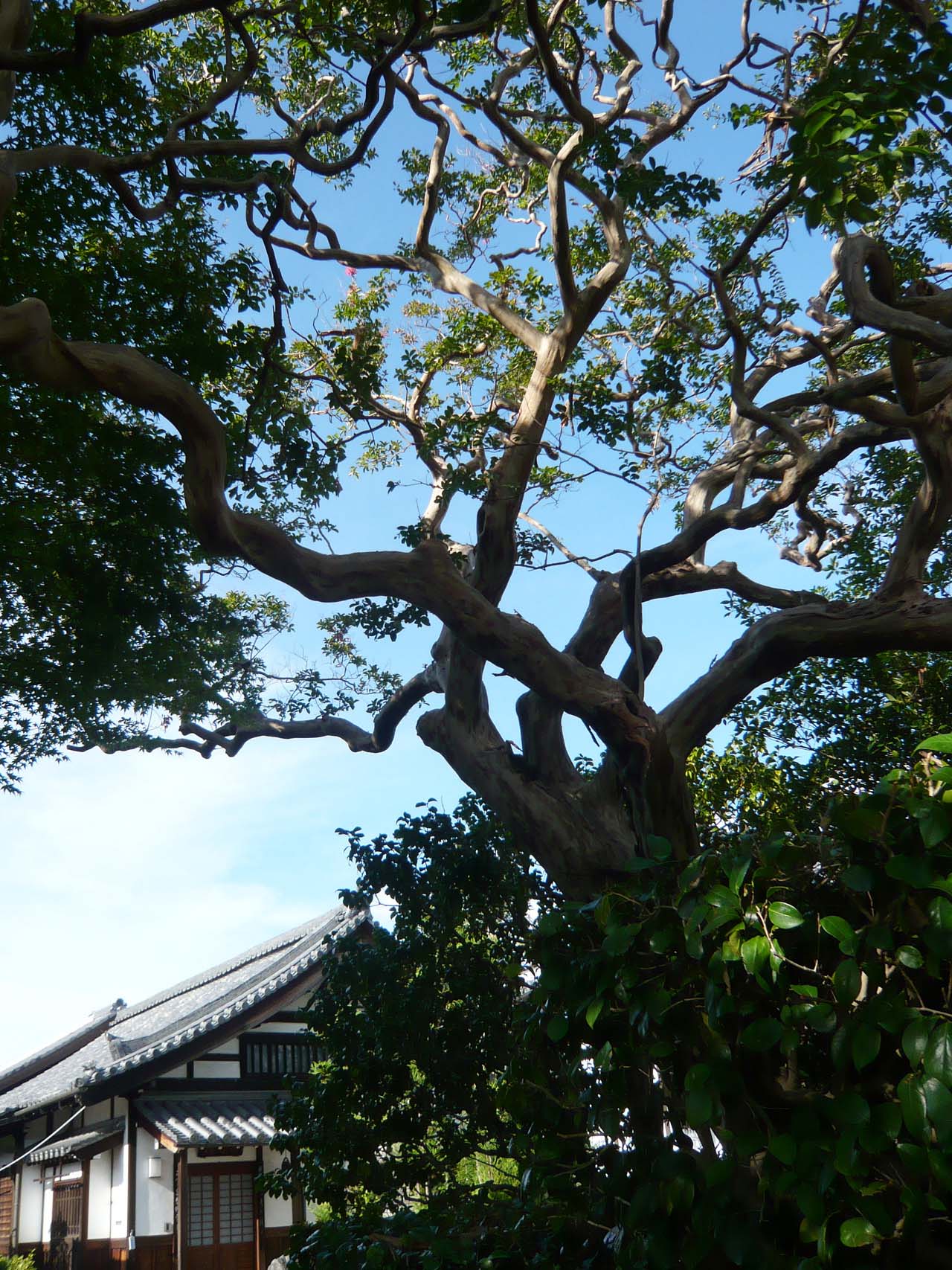 清涼院 百日紅の木