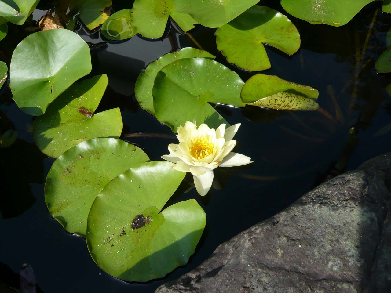 清涼院