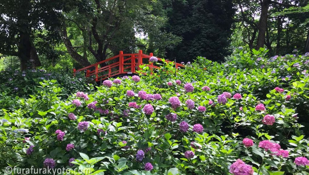 藤森神社あじさい