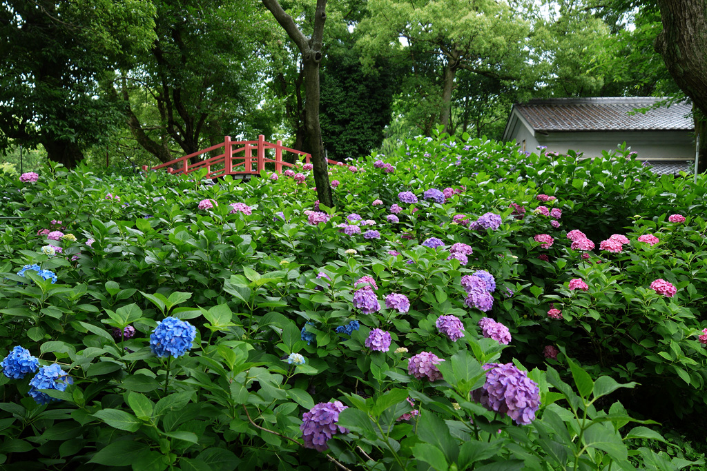 藤森神社 あじさい