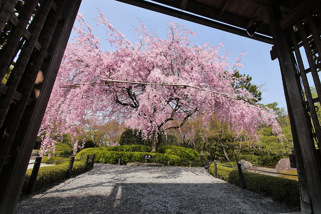 退蔵院 桜