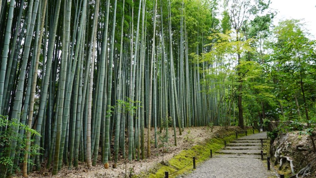 地蔵院 竹林