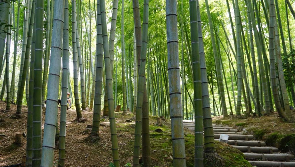竹林