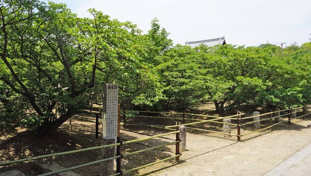 5月の御室桜