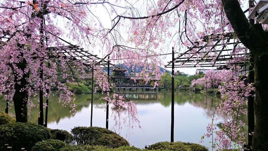 平安神宮 桜