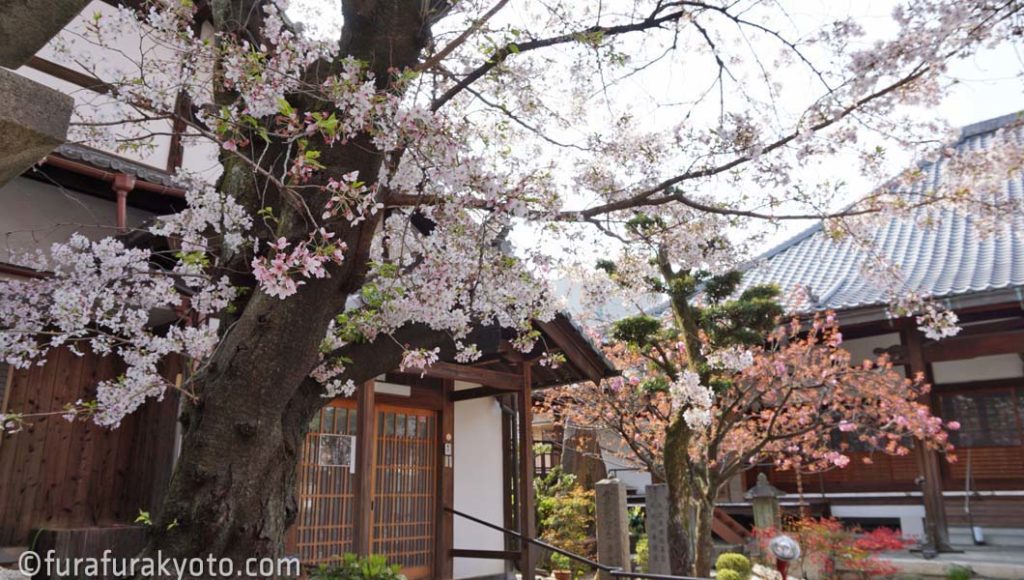 墨染寺 桜
