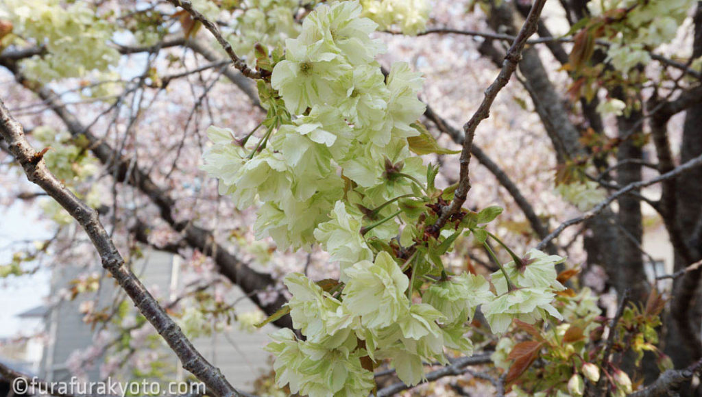 墨染寺 黄桜