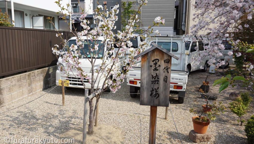 四代目 墨染桜
