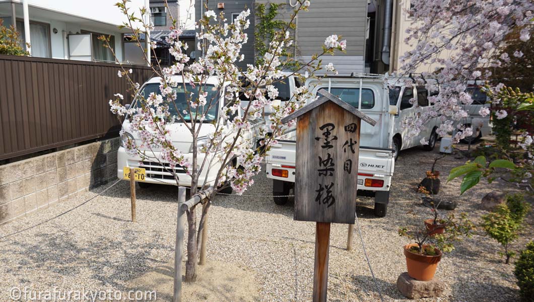 四代目 墨染桜