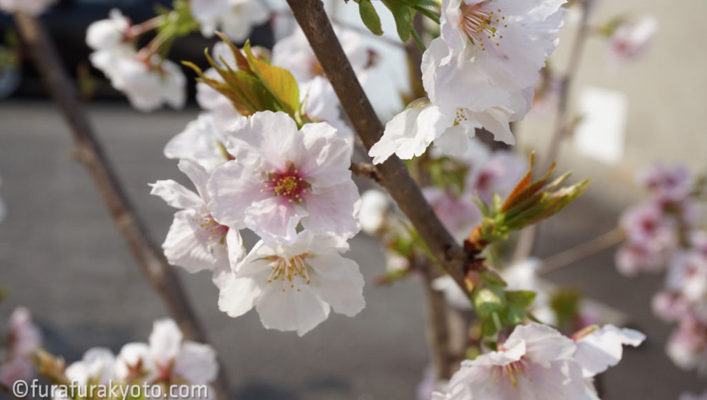 墨染桜