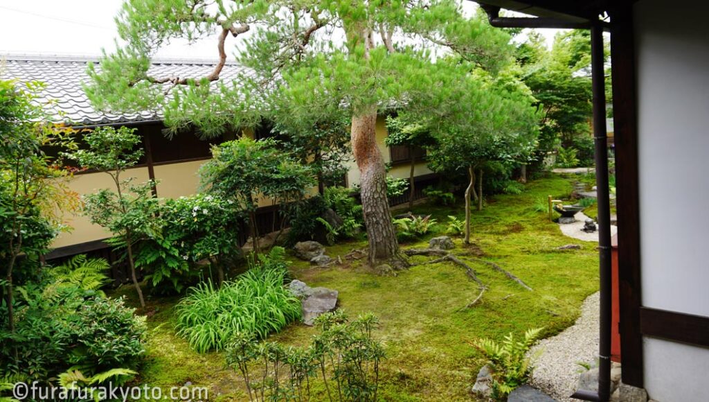 妙顕寺　五色椿と松の庭