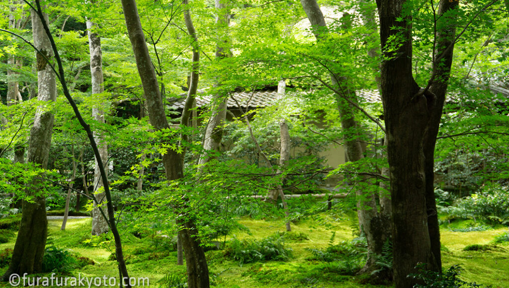 祇王寺　お庭